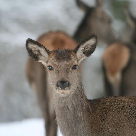 Gite Le Cerf Pantin Saint-Hubert Exterior foto